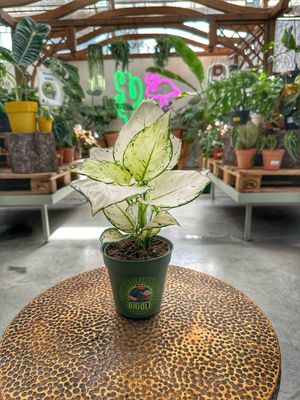 Aglaonema white joy vaso cm 12