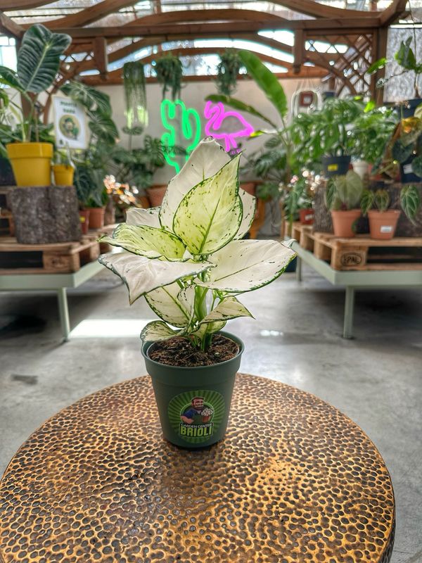 Aglaonema white joy vaso cm 12
