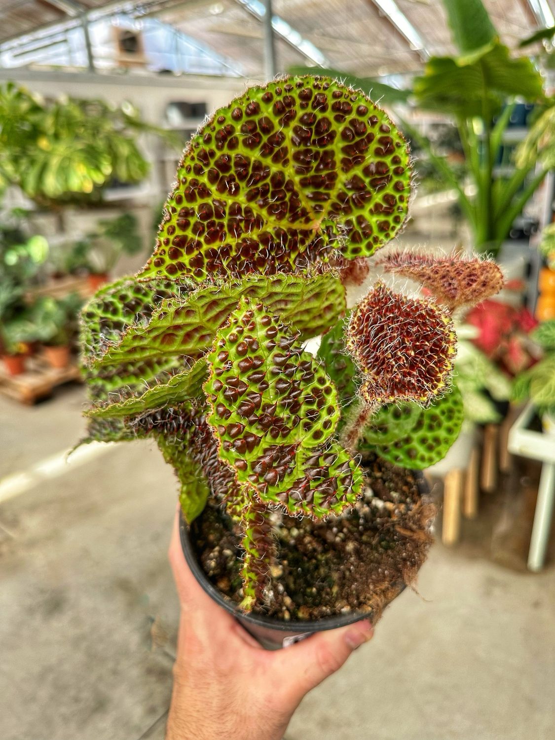 Begonia melanobullata vaso cm 14