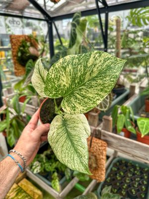 Monstera albo variegata mint Vaso 13