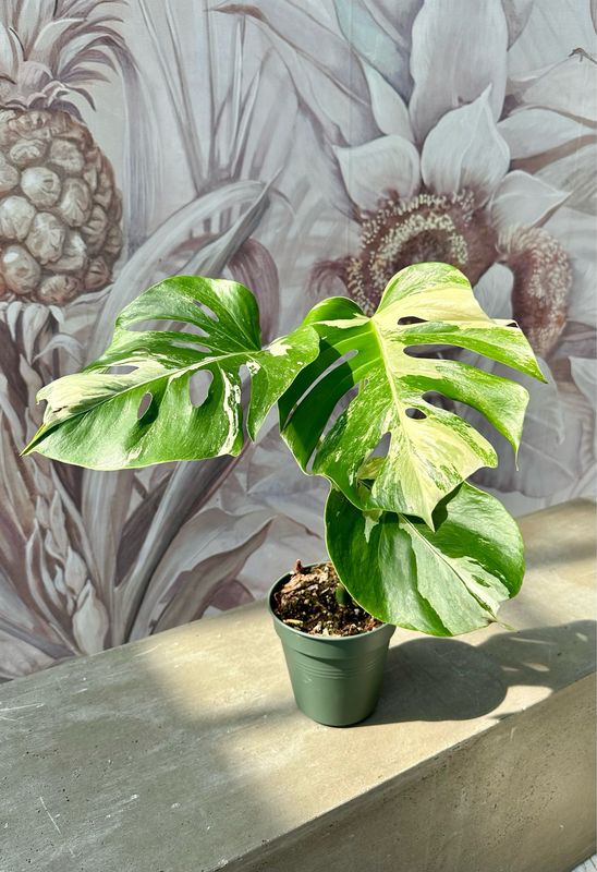 Monstera deliciosa albovariegata vaso cm 15