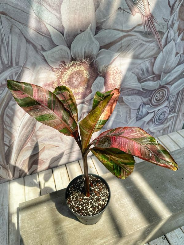 Musa nono high variegated vaso cm 21