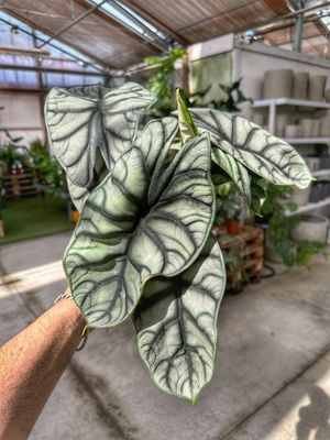 Alocasia silver dragon Large vaso cm 14