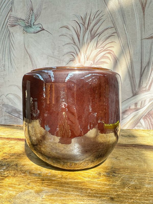 Coprivaso costa S brown