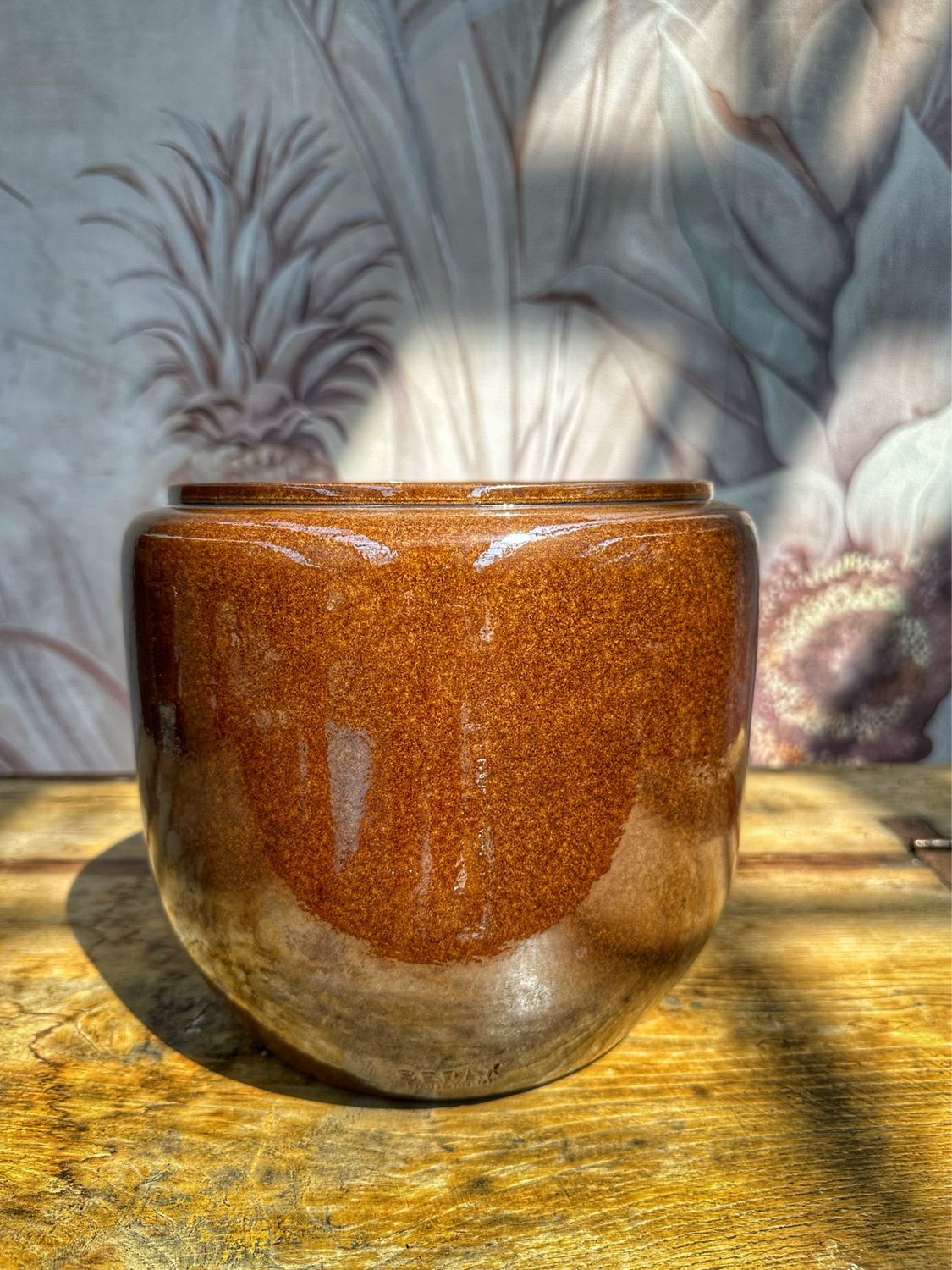Coprivaso costa M brown