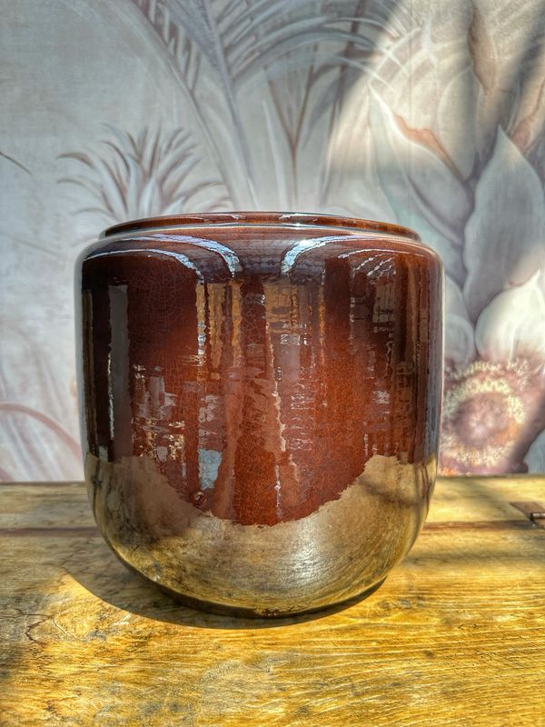 Coprivaso costa L brown