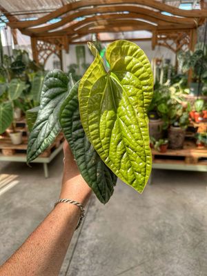 Anthurium luxurians x radicans vaso cm 12