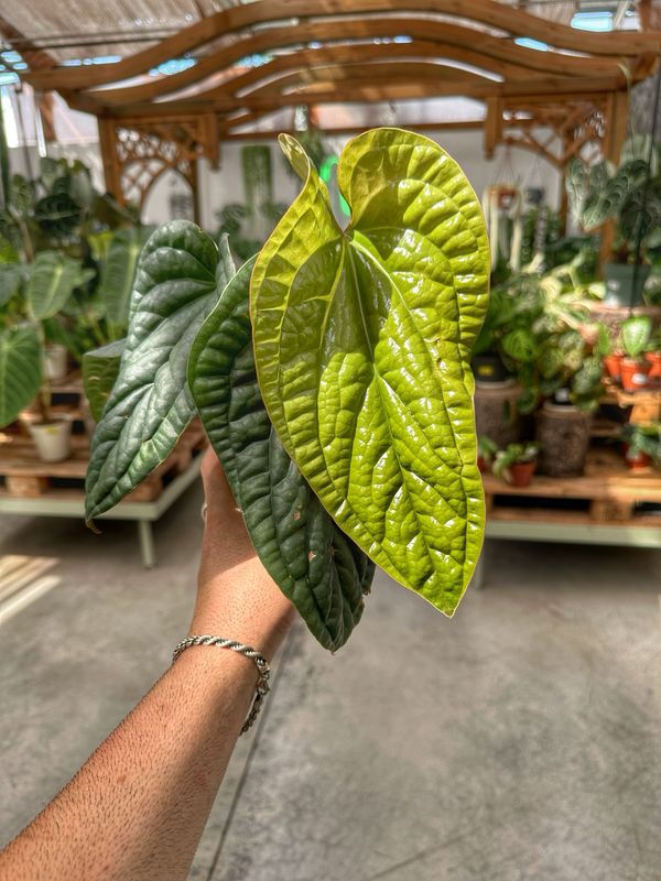 Anthurium luxurians x radicans vaso cm 12