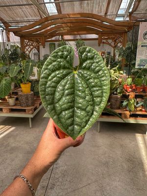 Anthurium luxurians Large vaso cm 10,5