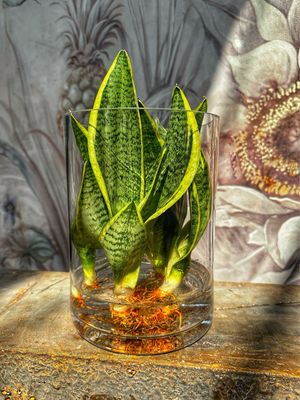 Sanseveria in idrocoltura