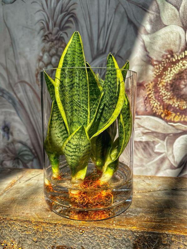 Sanseveria in idrocoltura