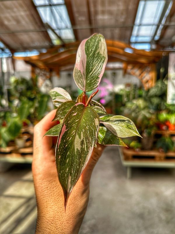 Philodendron pink princess marble vaso cm 5,5