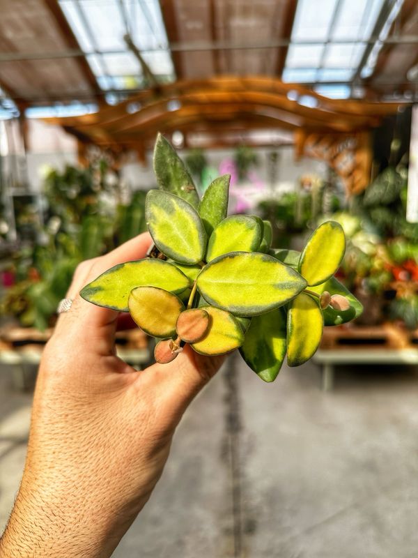 hoya burtoniae variegata