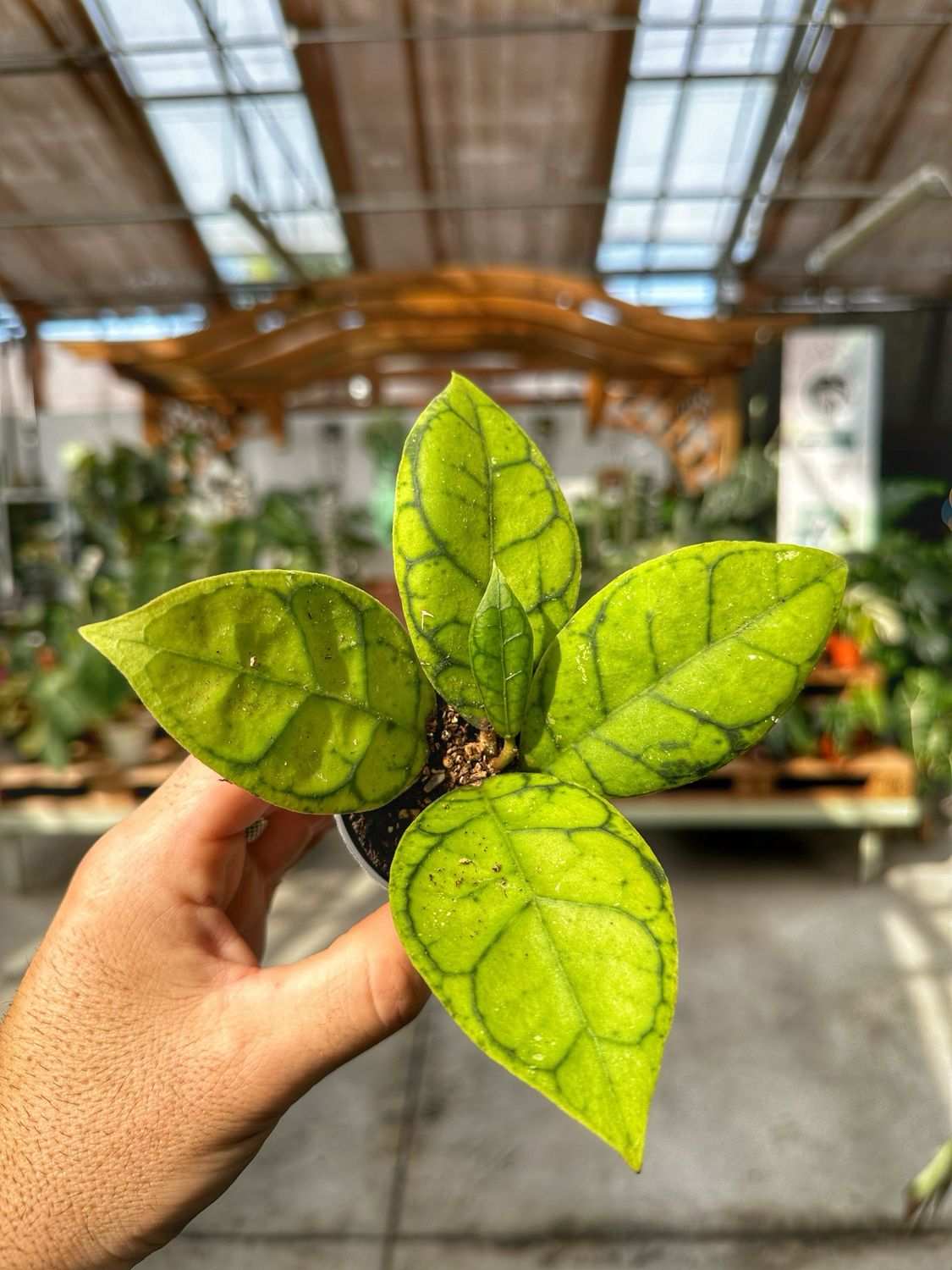 Hoya callistophilla vaso cm 5,5