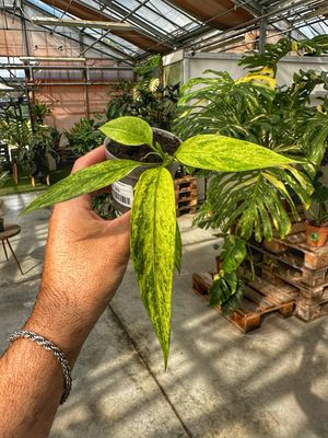 Anthurium Vittarifolium variegata vaso cm 7