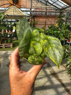 Alocasia silver dragon aureovariegata numero 2