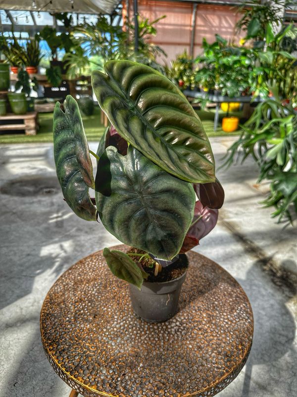 Alocasia cuprea red secret vaso cm 14