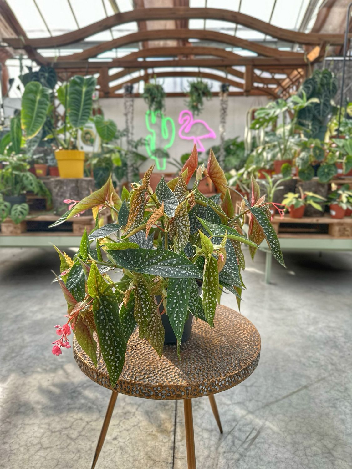 Begonia double dot vaso cm 17
