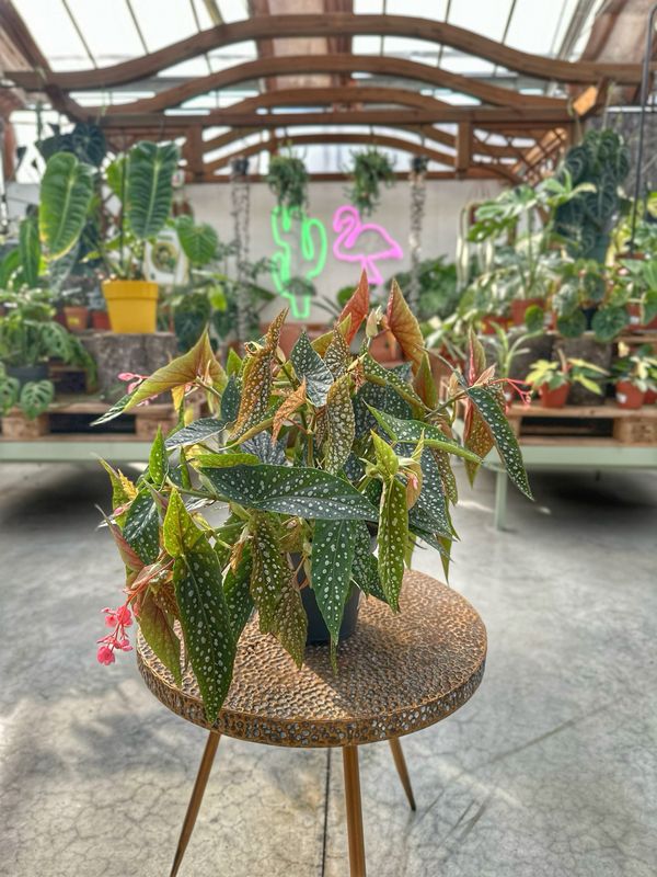 Begonia double dot vaso cm 17