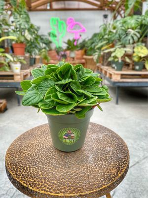 Peperomia rana verde vaso cm 17