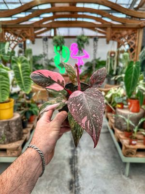 Philodendron pink princess marble extra pink vaso cm 14