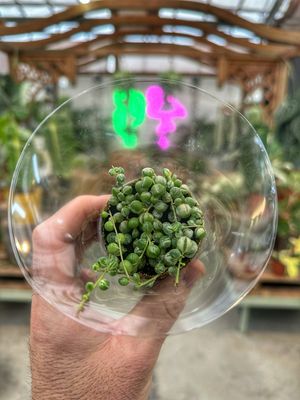 Senecio rowleianus variegata vaso cm 5,5