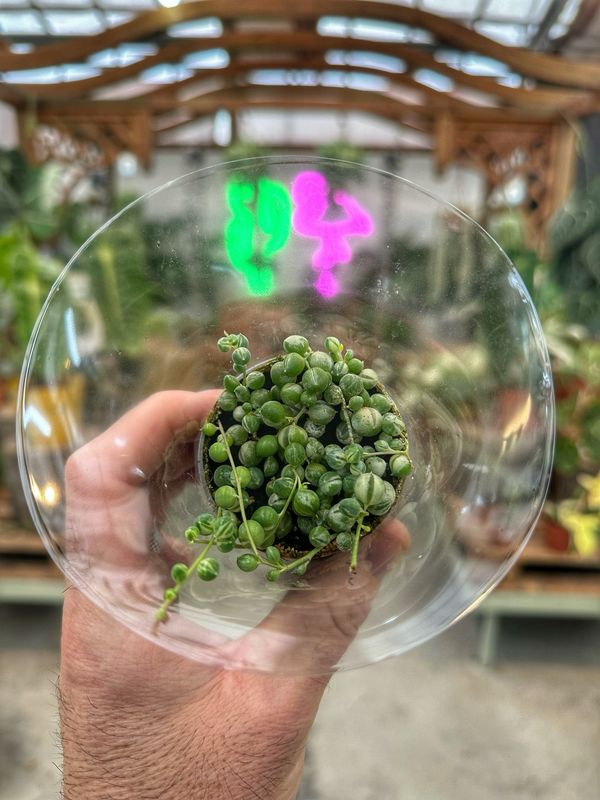 Senecio rowleianus variegata vaso cm 5,5