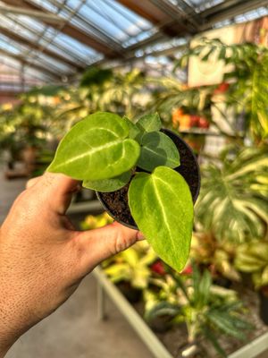 Anthurium crystallinum x magnificum vaso cm 7