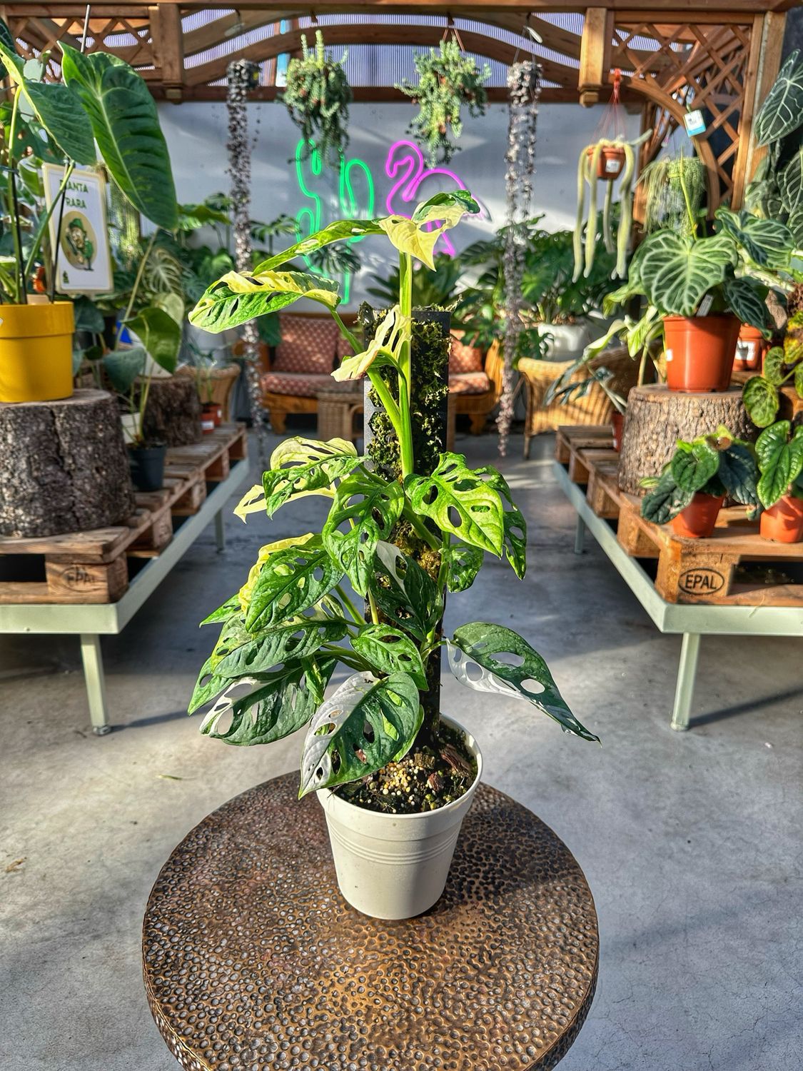 Monstera adansonii variegata vaso cm 17