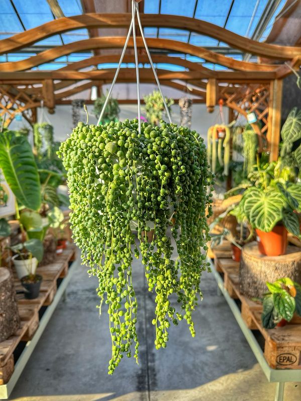Senecio rowleyanus vaso cm 16 qualità extra