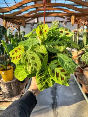 Calathea light vein vaso cm 14