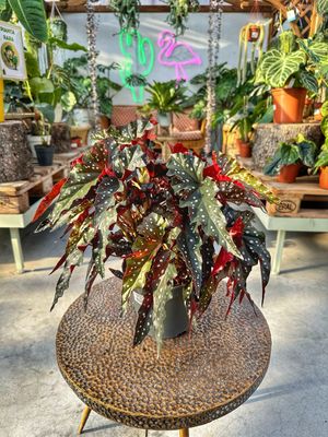 Begonia maculata Dark vaso cm 17