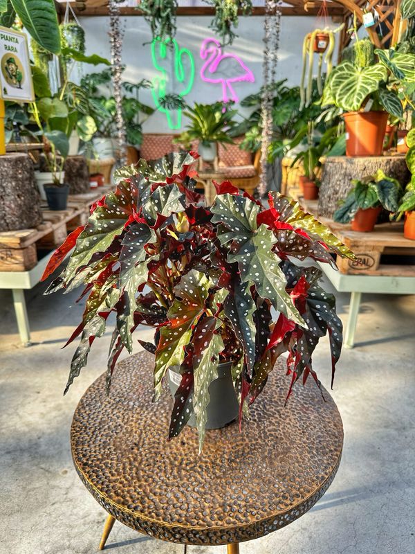 Begonia maculata Dark vaso cm 17
