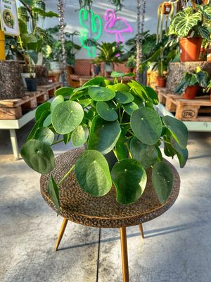 Pilea XL vaso cm 17