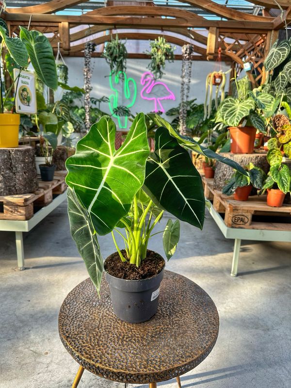 Alocasia frydek XL vaso cm 17