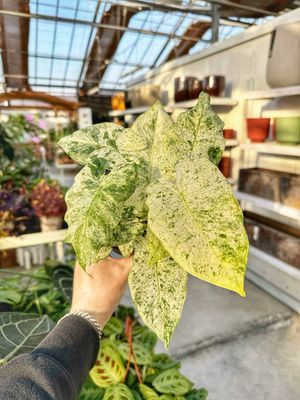 Alocasia macrorrhiza Camouflage vaso cm 12
