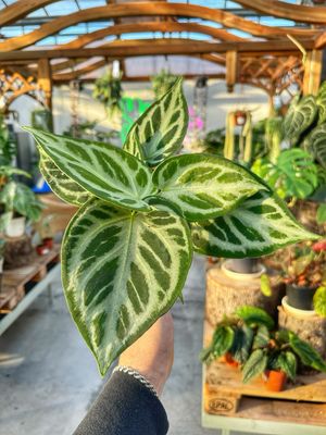 Anthurium silver blush vaso cm 12
