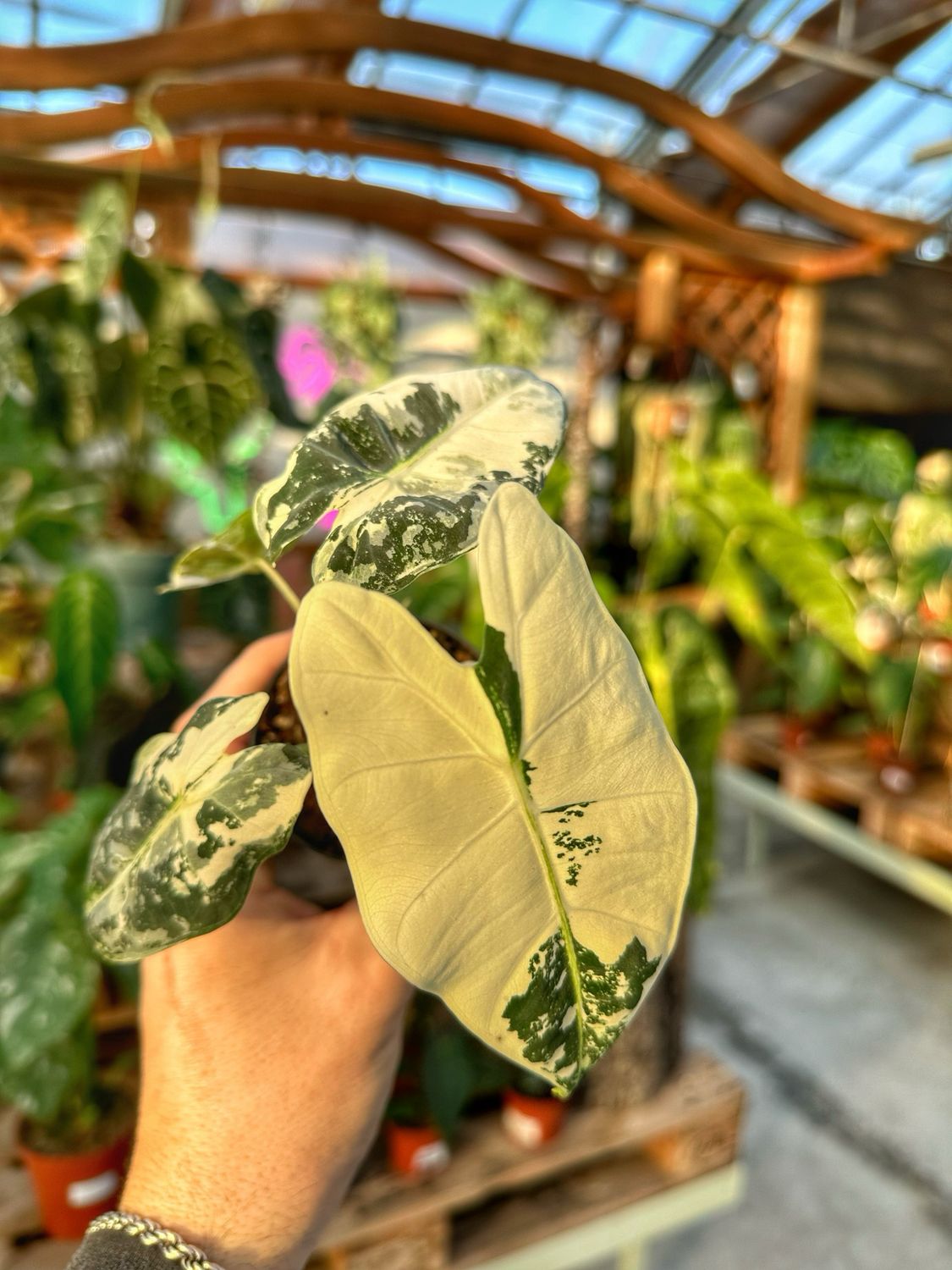 Alocasia Frydek extra variegata vaso cm 5,5