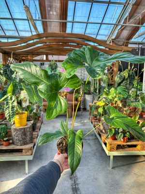 Anthurium pedatum vaso cm 17