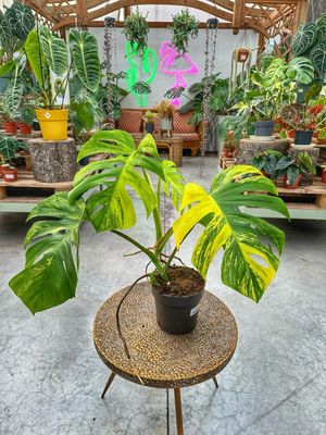 Monstera aureovariegata vaso cm 17 extra variegata