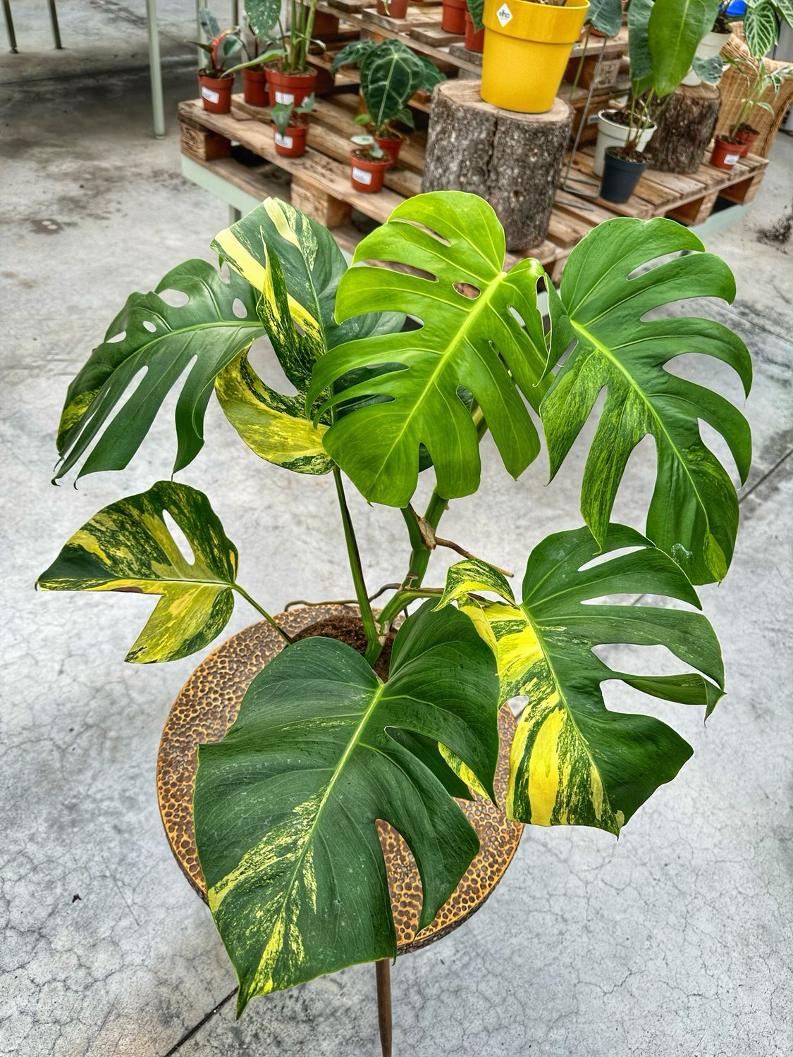 Monstera aureovariegata vaso cm 17 extra variegata numero 1