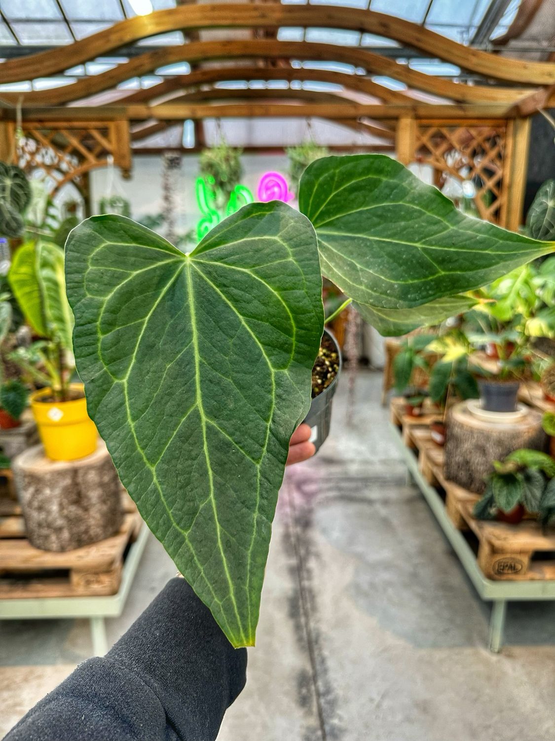 Anthurium delta force vaso cm 12