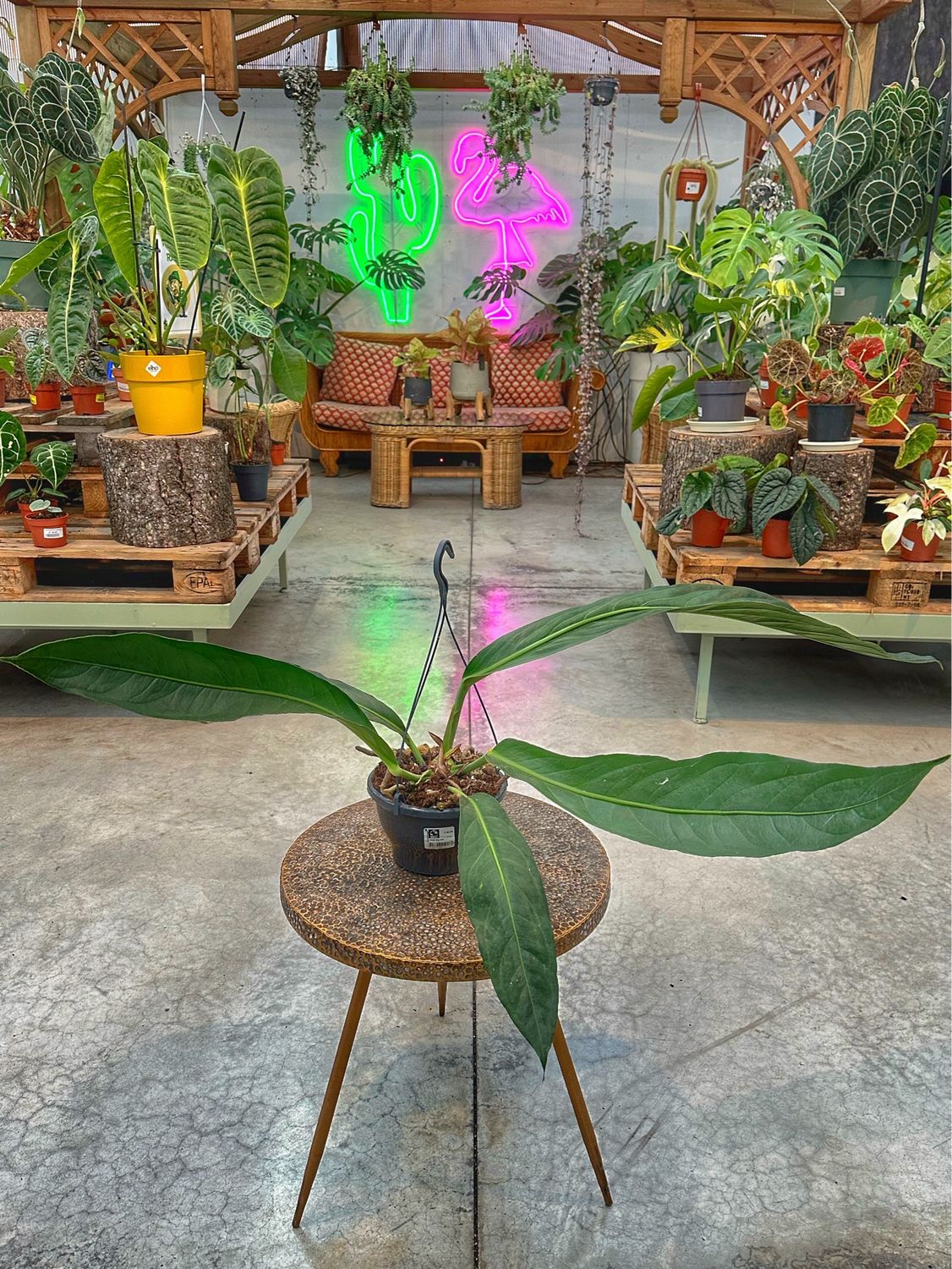 Anthurium big bill vaso cm 20