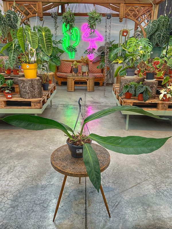 Anthurium big bill vaso cm 20
