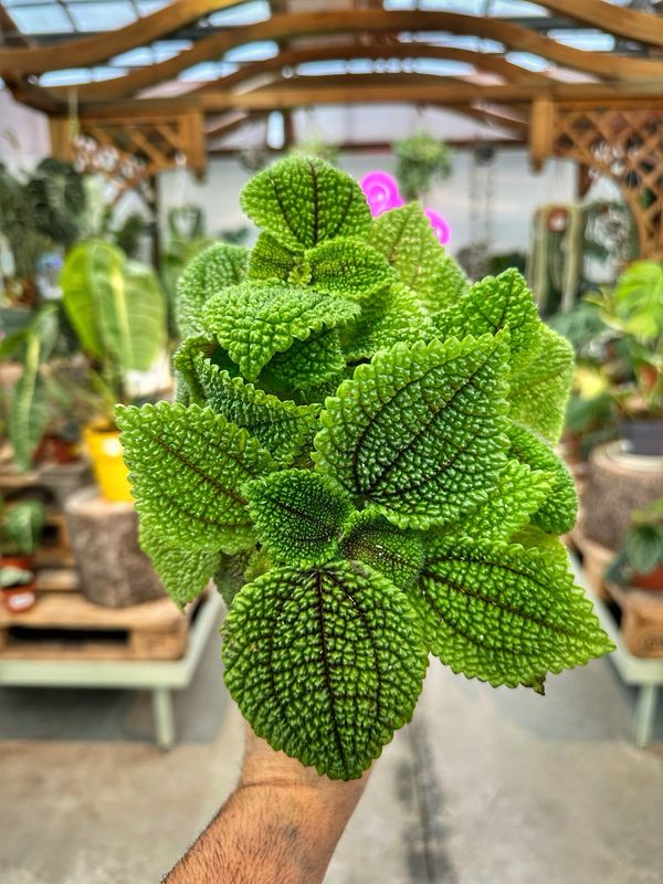 Pilea moon valley vaso cm 12