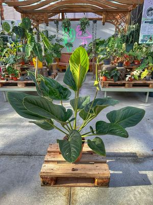 Anthurium ovatifolium vaso cm 24