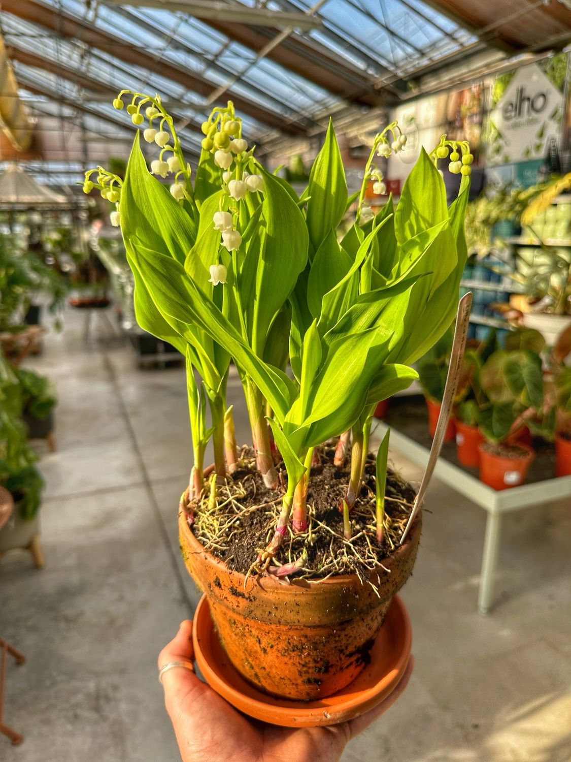 Convallaria Majalis “mughetto” ciotola cm 15