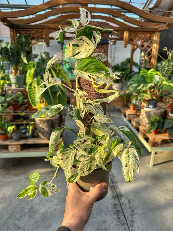 Epripremnum piannatum marble variegata vado cm 13