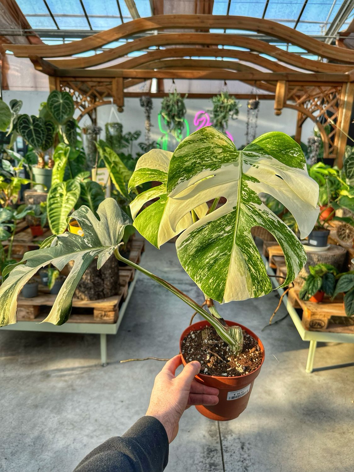 Monstera albo extra variegata