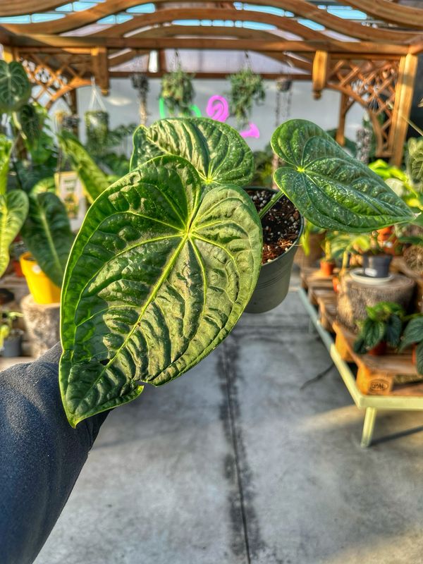 Anthurium villenaorum x luxurians vaso cm 13